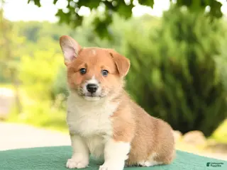 Welsh Corgi Pembroke dogs for sale: Jesse - Ad 3