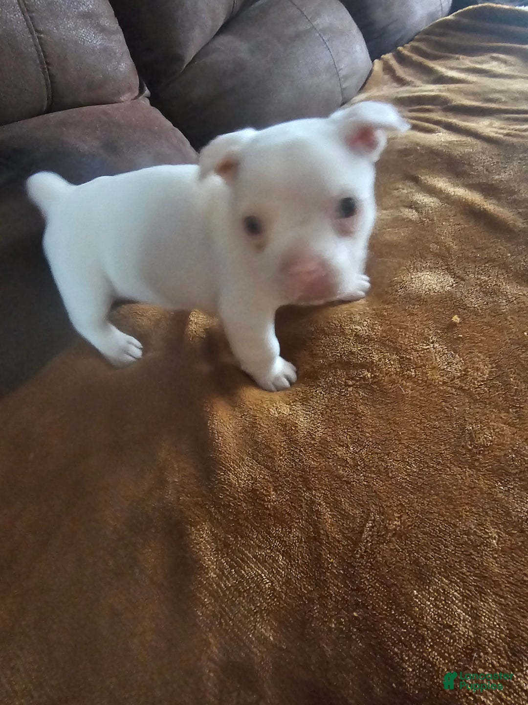 Frenchton dogs for sale: Frenchton Casper  - Ad 9