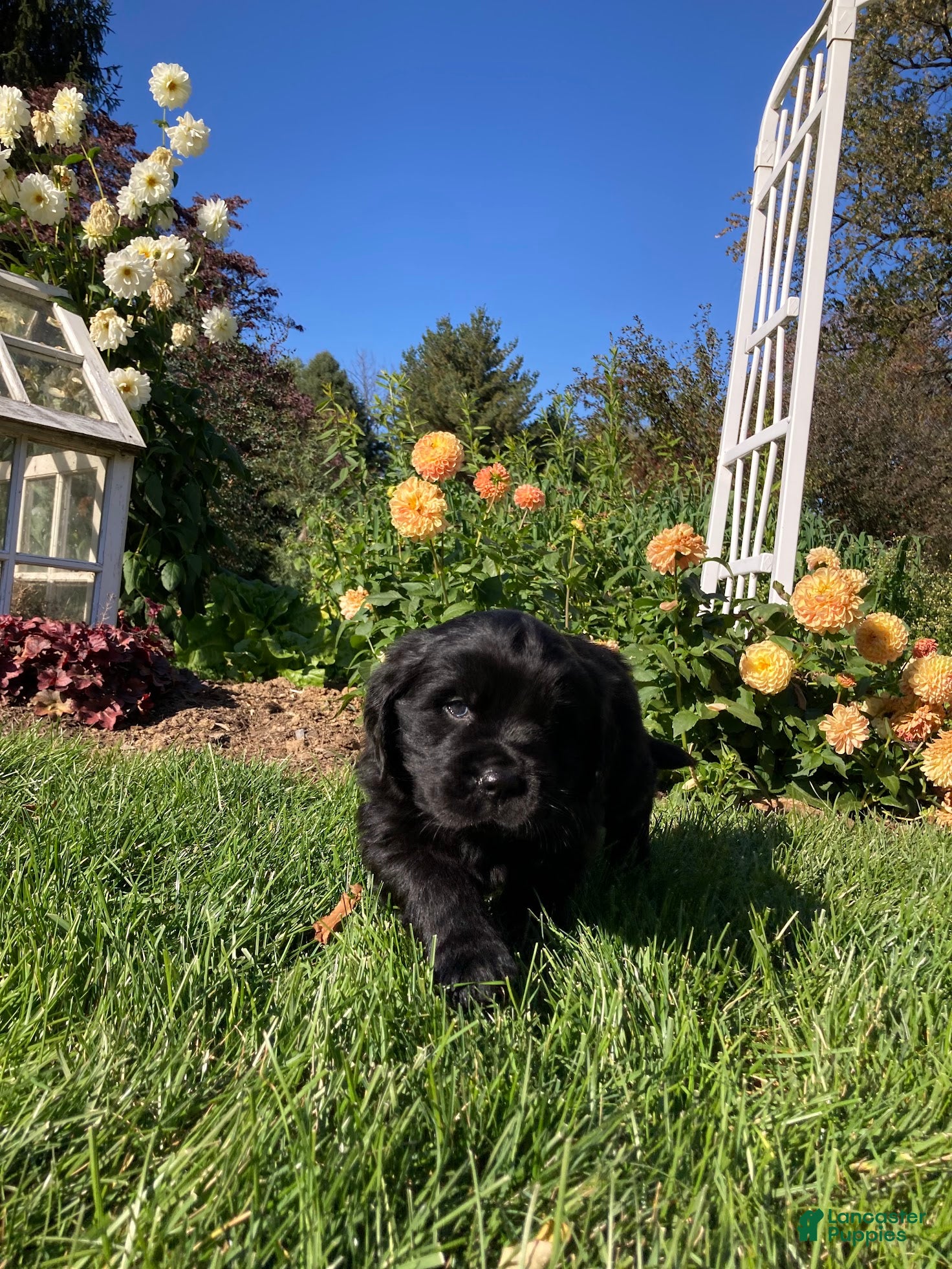 Newfoundland dogs for sale: SARGE - Ad 2