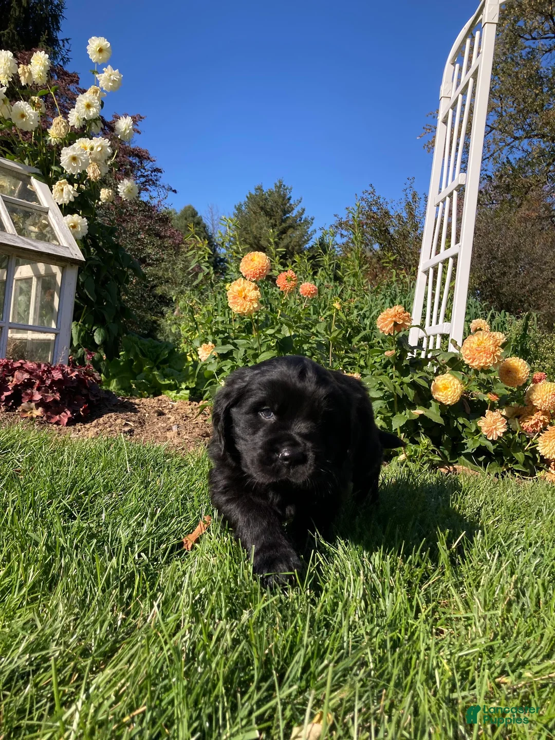 Newfoundland dogs for sale: SARGE - Ad 2