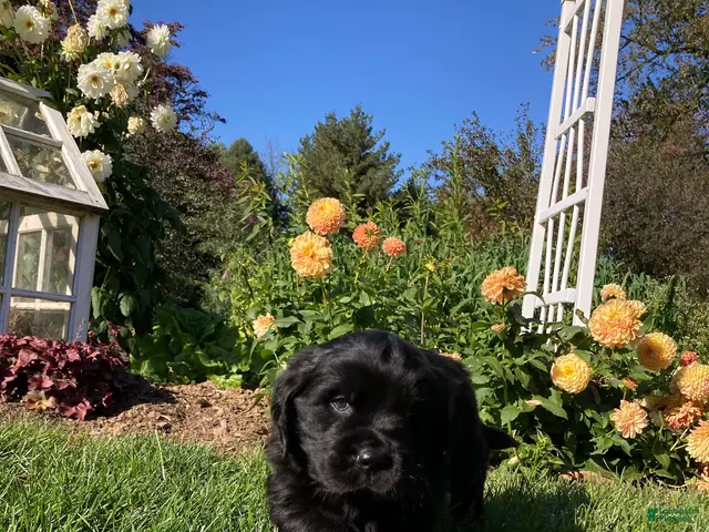 Newfoundland dogs for sale: SARGE - Ad 2