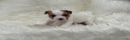 Jack Russell Terrier dogs for sale: Rea Puppy 4 - Ad 2