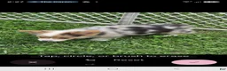 Welsh Corgi Pembroke dogs for sale: Gorgeous George  - Ad 8