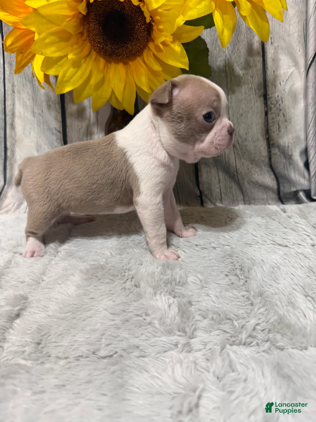 Boston Terrier dogs for sale: Boston Terrier 2 - Ad 2