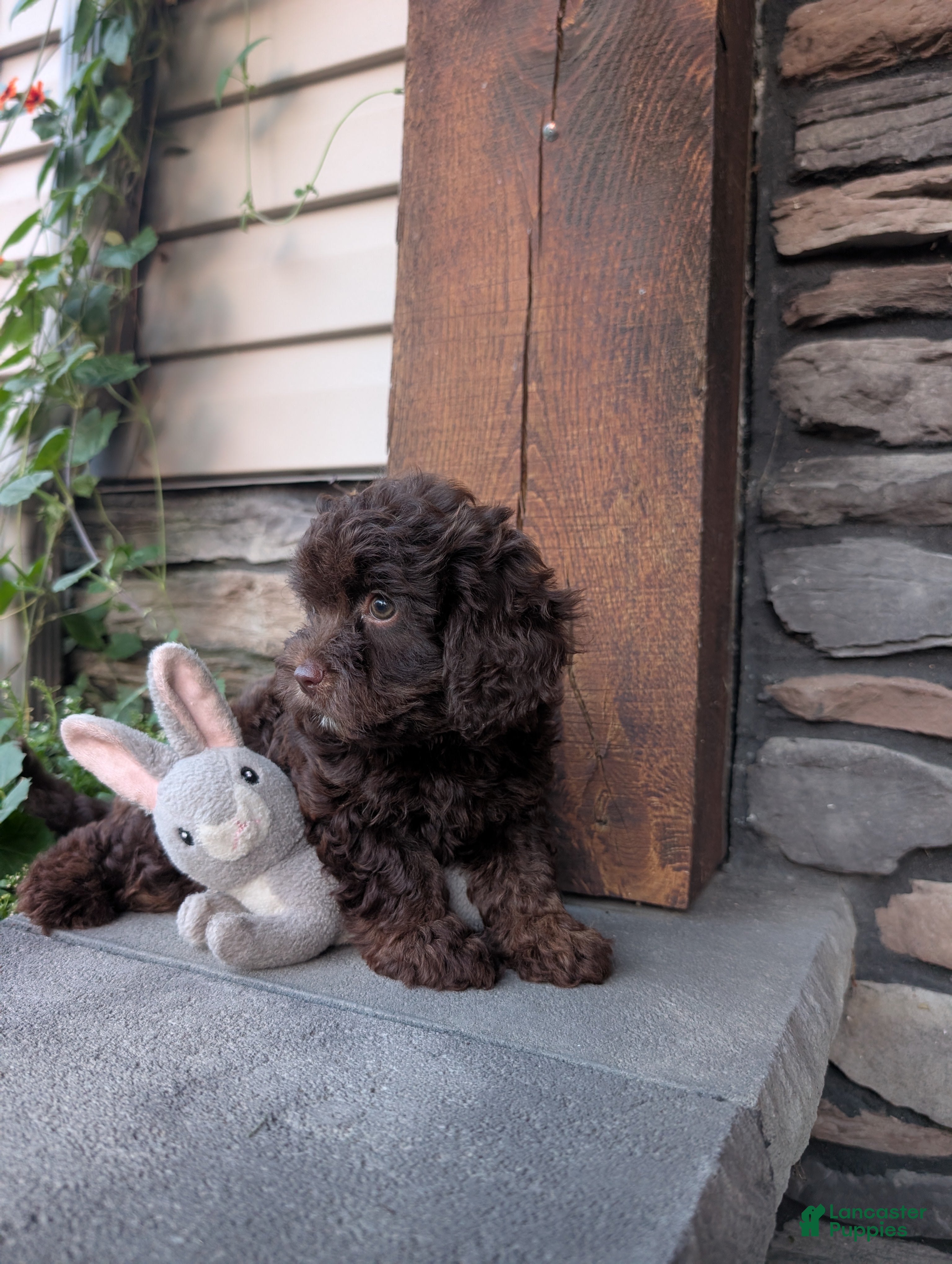 Cavapoo dogs Sally Sue - Ad 2