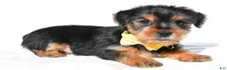 Yorkshire Terrier dogs for sale: Johnson - Ad 2