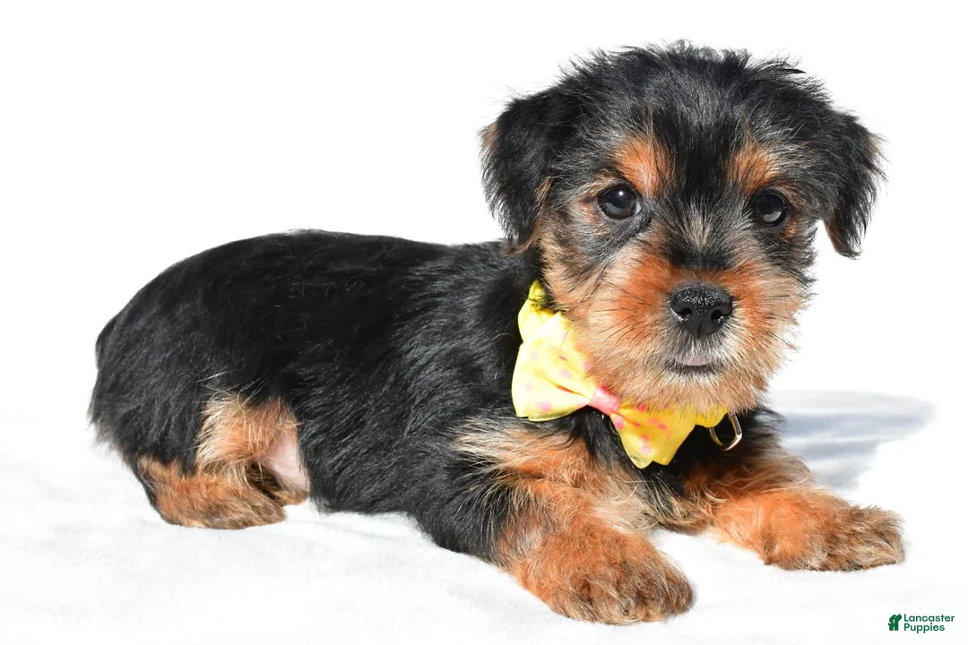 Yorkshire Terrier dogs for sale: Johnson - Ad 2