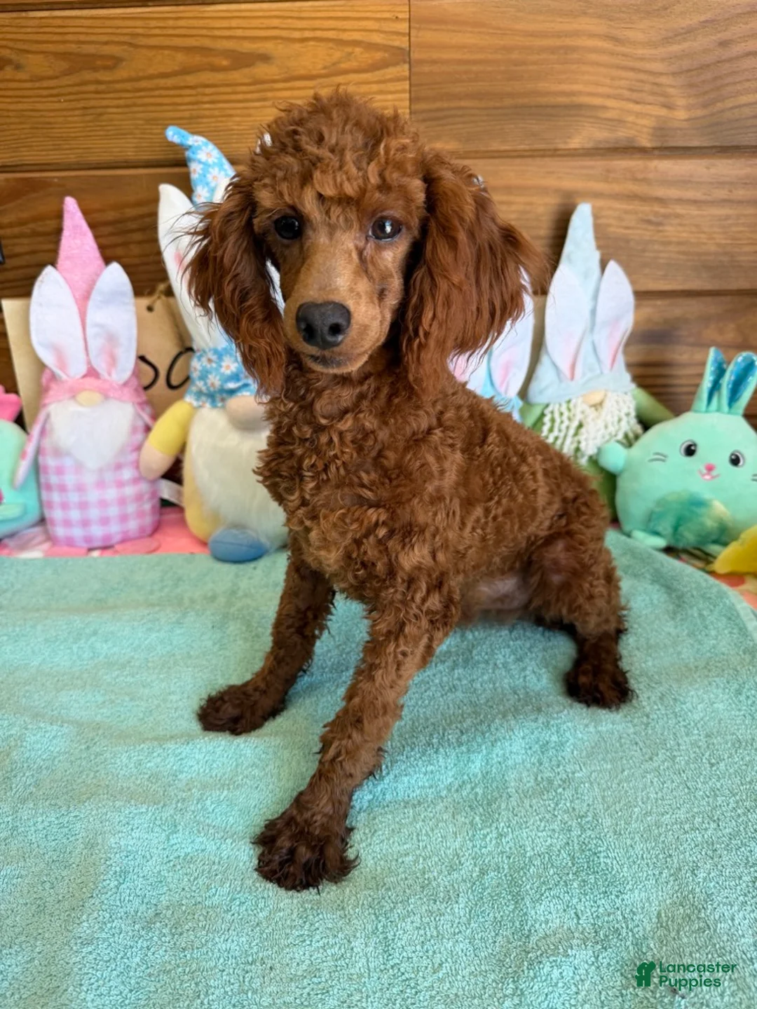 Toy Poodle dogs for sale: Landon - Ad 2