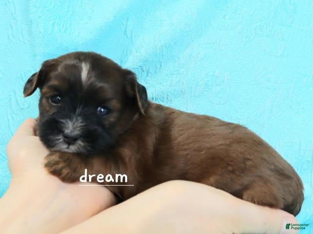 Mixed Breed dogs Elon - Ad 2