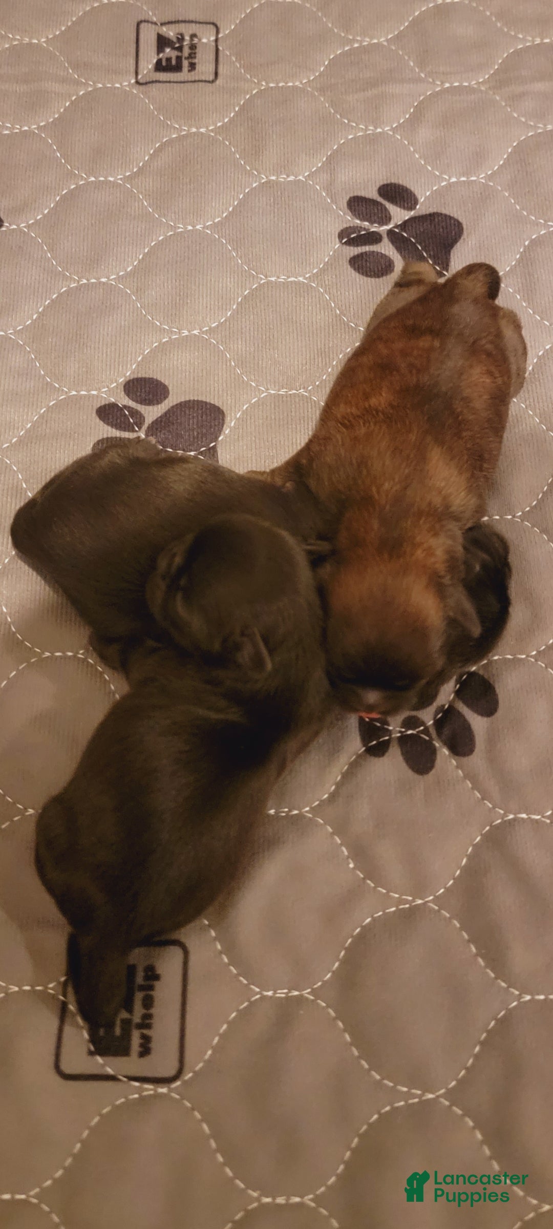 Shih Tzu dogs for sale: CHARLIE, Shih Tzu, Male, 10 weeks, AKC Champion Blood Line - Ad 16