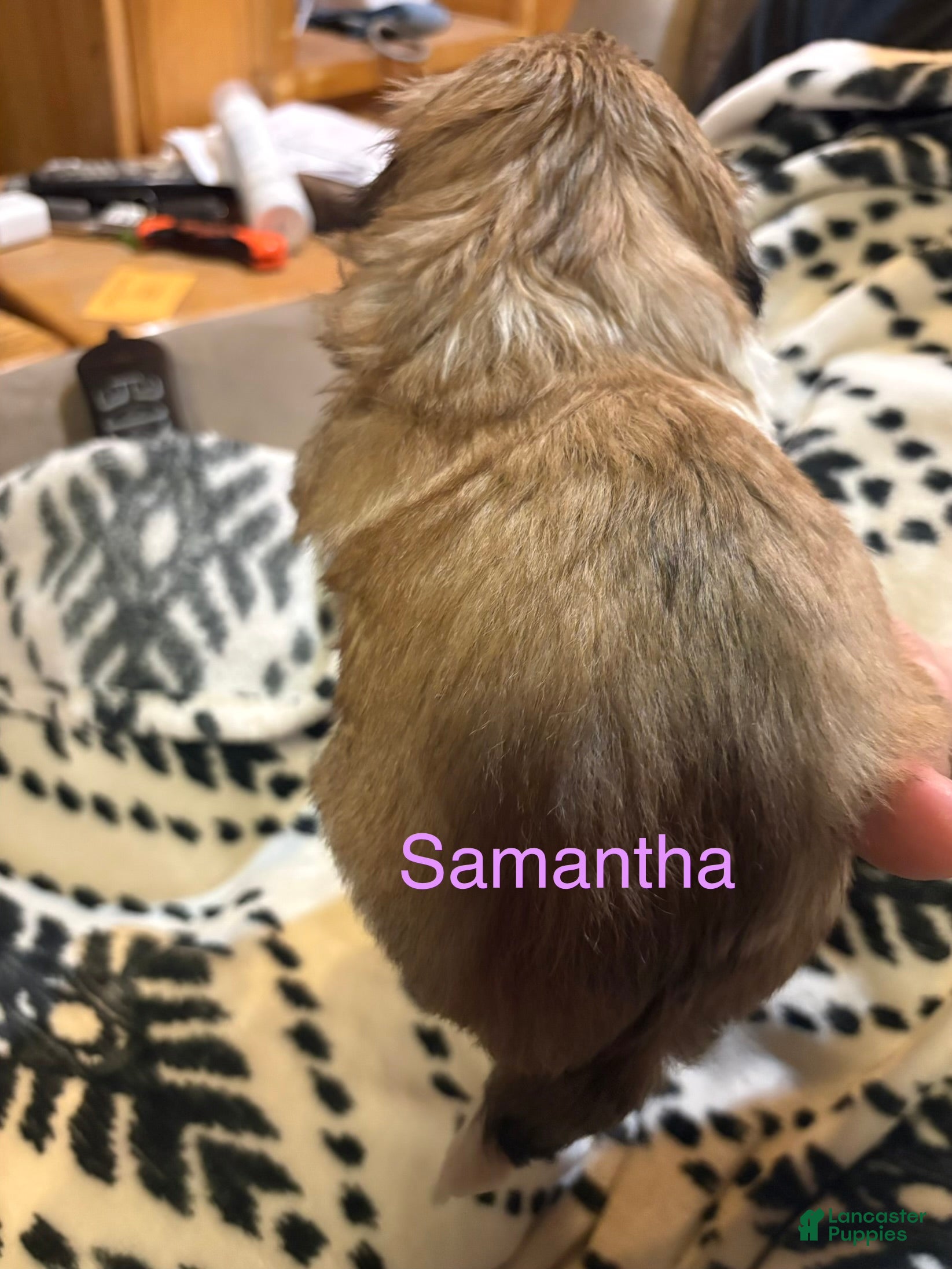 Shih Tzu dogs Samantha  - Ad 2