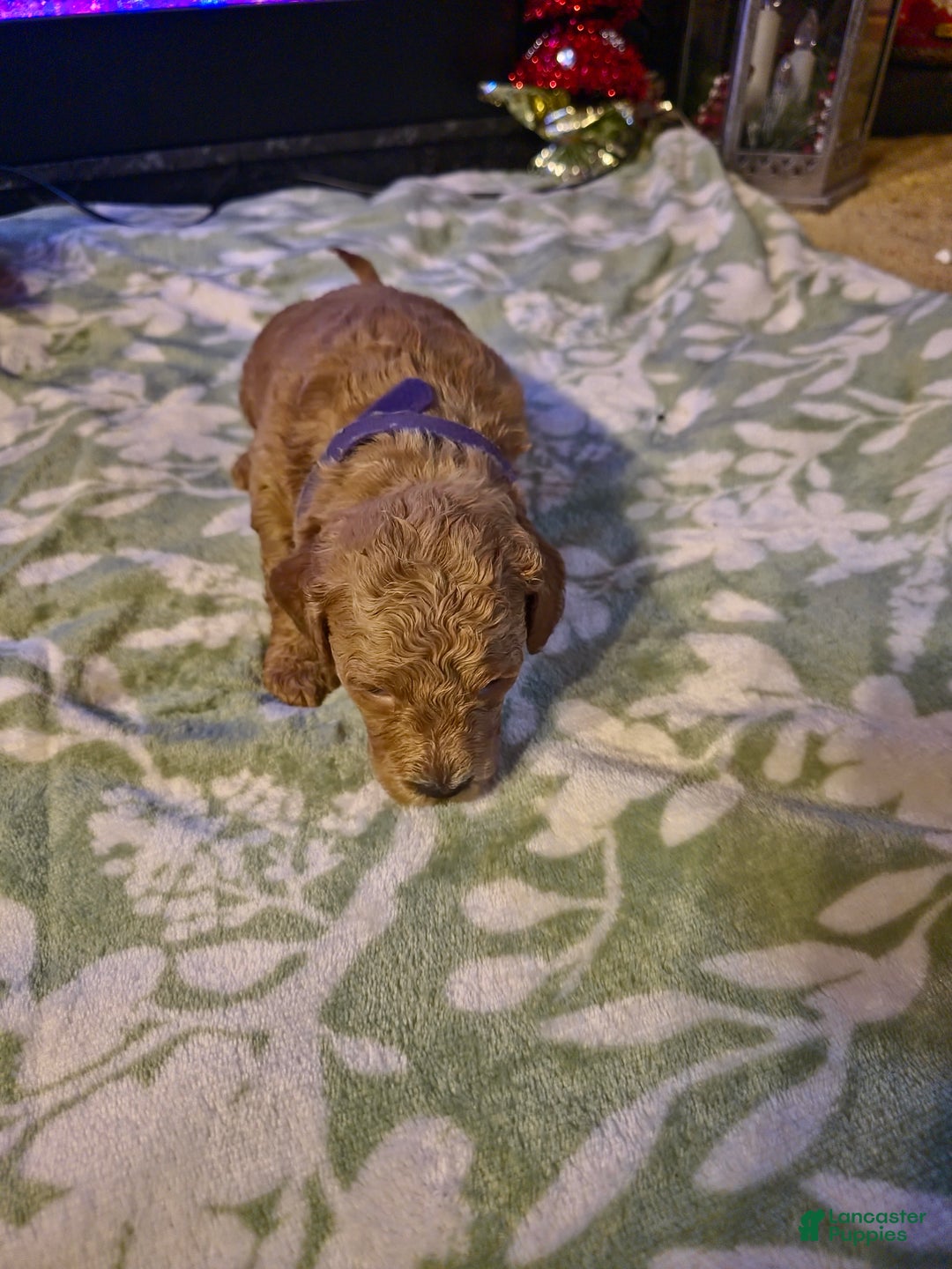 Mini Goldendoodle dogs for sale: Bella - Ad 18