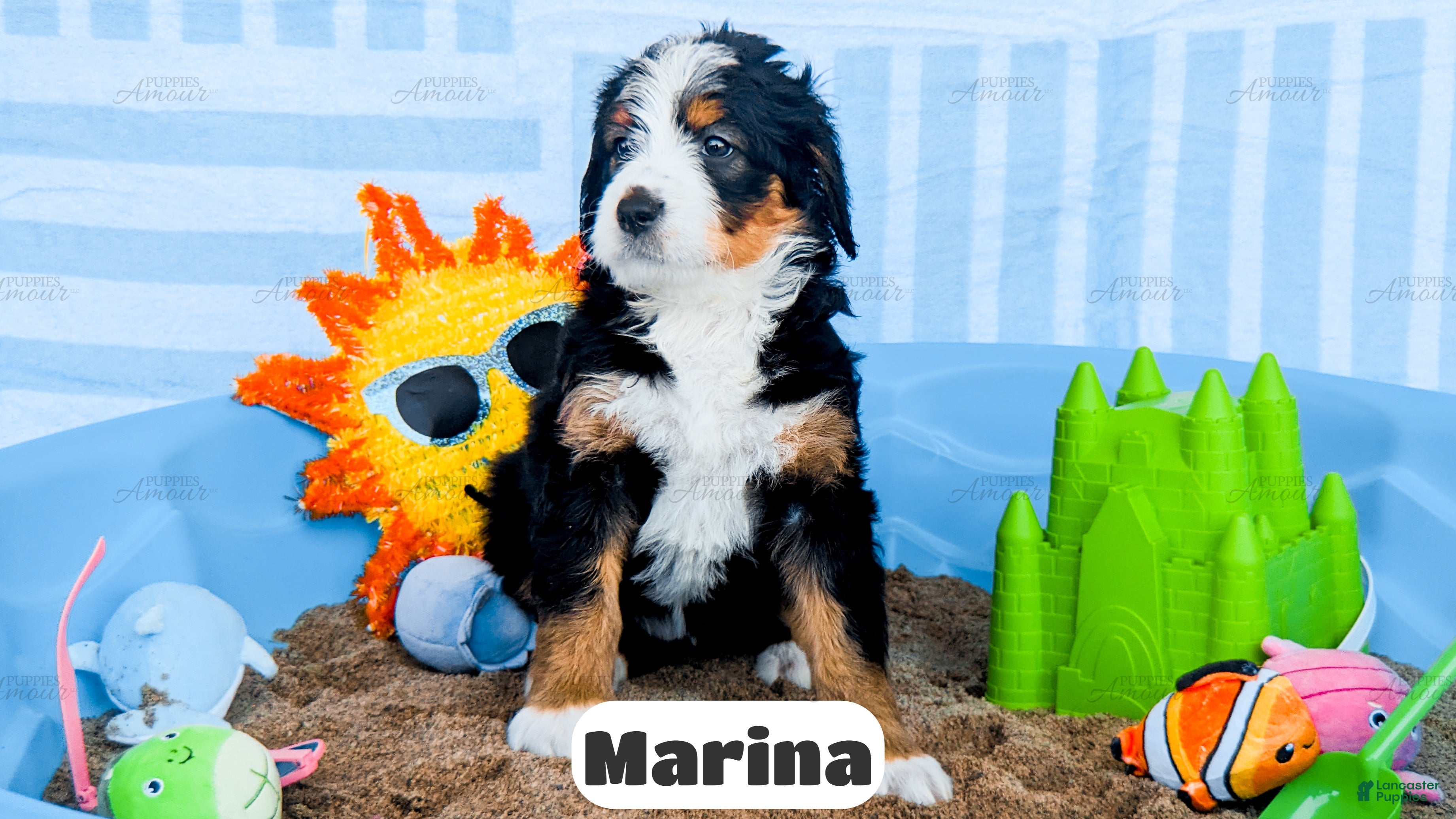 Bernedoodle dogs Marina - Ad 1