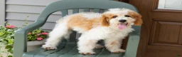 Mini Goldendoodle dogs for sale: Roscoe  - Ad 4