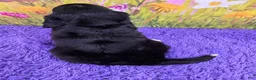Miniature Bernese Mountain Dog dogs for sale: Savannah - Ad 4