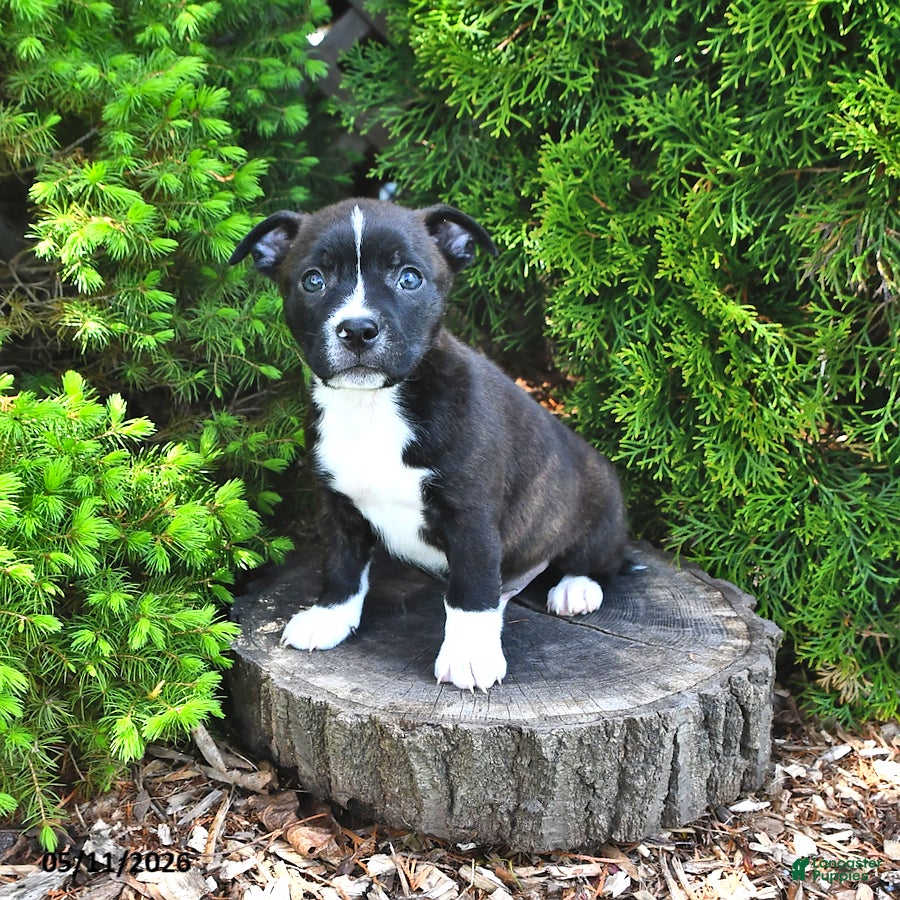Mixed Breed dogs Jarm - Ad 2