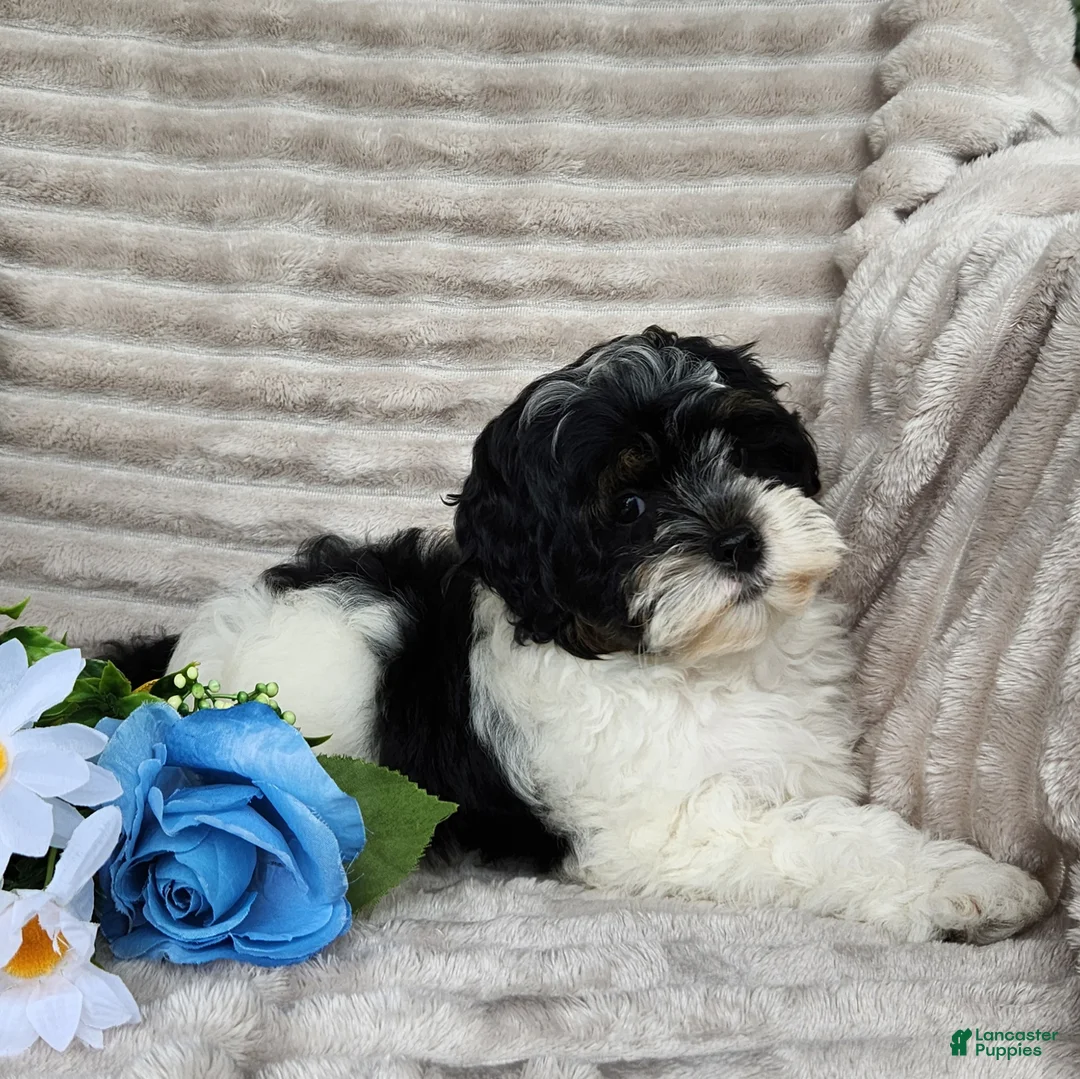 Shihpoo dogs for sale: Carter - Ad 3