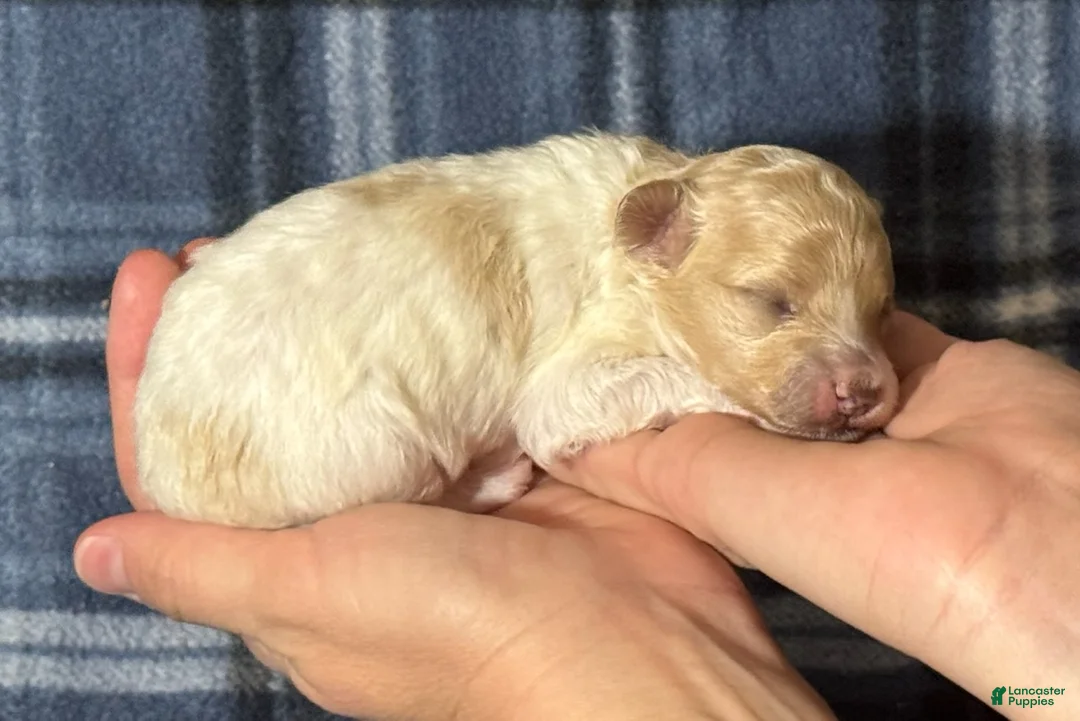 Maltipoo dogs for sale: Uno - Ad 2
