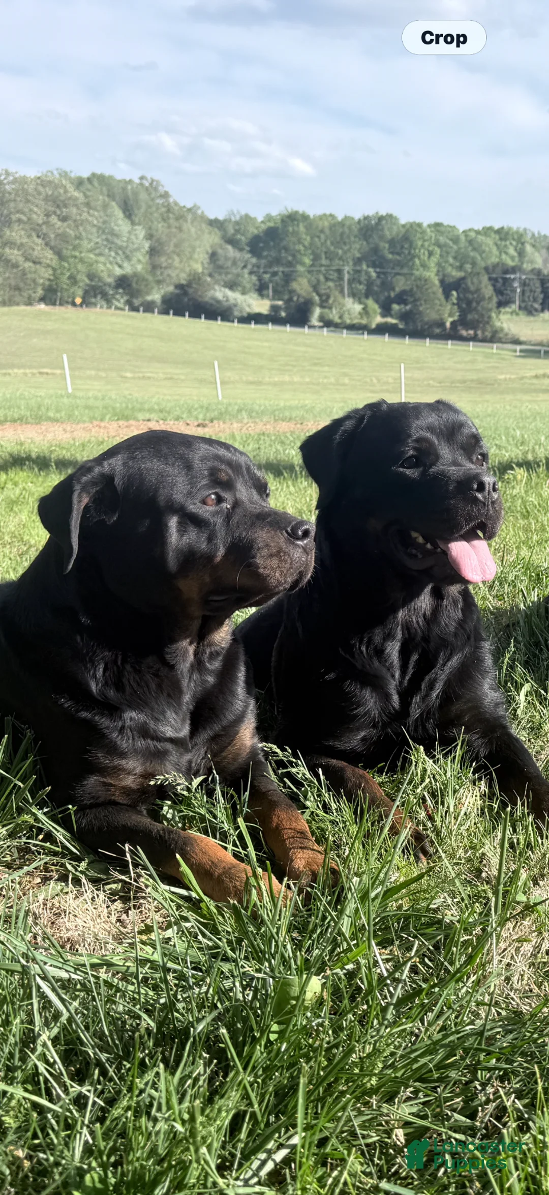 Rottweiler dogs for sale: Rottweiler Puppy 3 - Ad 2