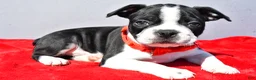 Boston Terrier dogs for sale: Tucker - Ad 1