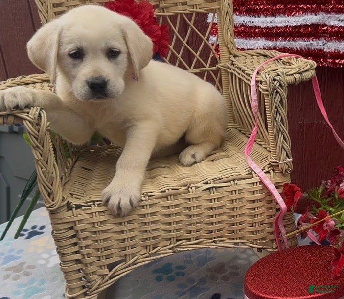 Labrador Retriever dogs for sale: Labrador Retriever Puppy 6 - Ad 5