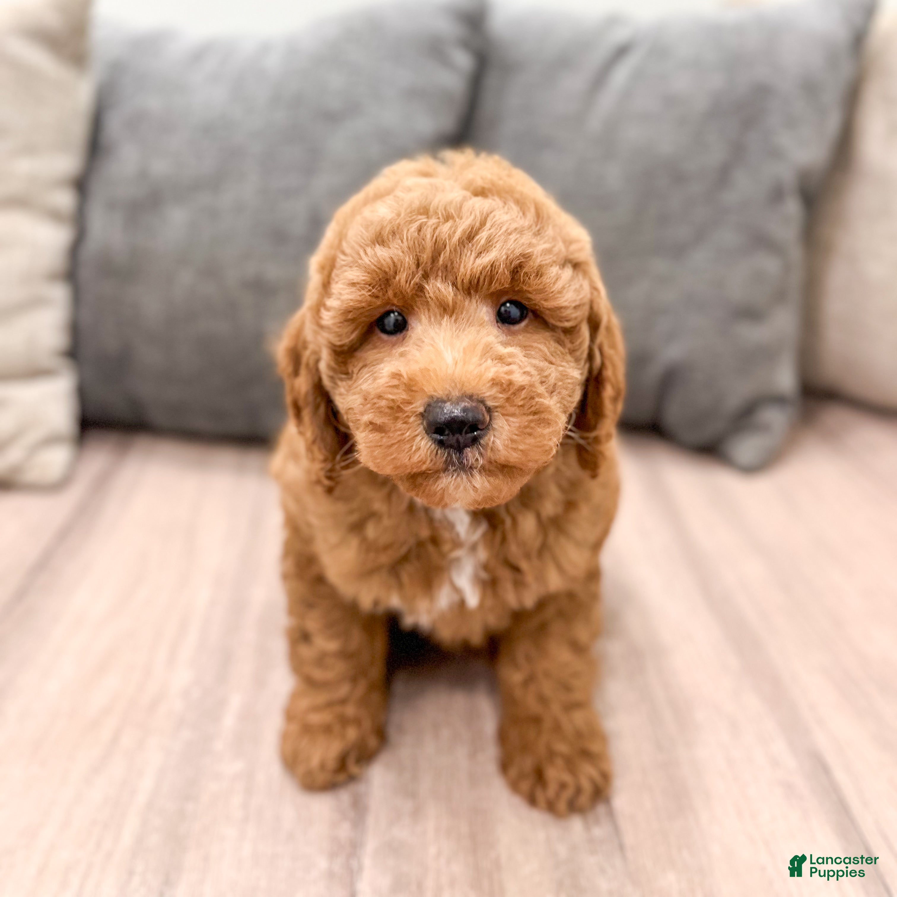 Mini Goldendoodle dogs Harper - Ad 2
