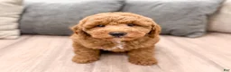 Mini Goldendoodle dogs for sale: Harper - Ad 2