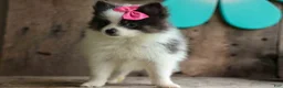 Pomeranian dogs for sale: Estella🎀 - Ad 3