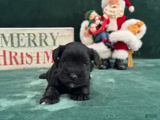 Miniature Schnauzer dogs Sadie Female 2 - Ad 10