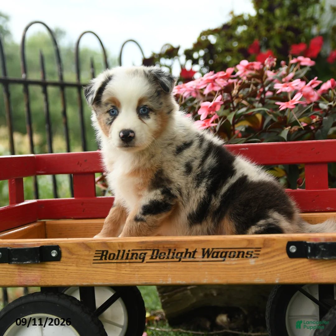 Australian Shepherd dogs for sale: Finn - Ad 1