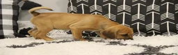 Puggle dogs for sale: Cherokee - Ad 6