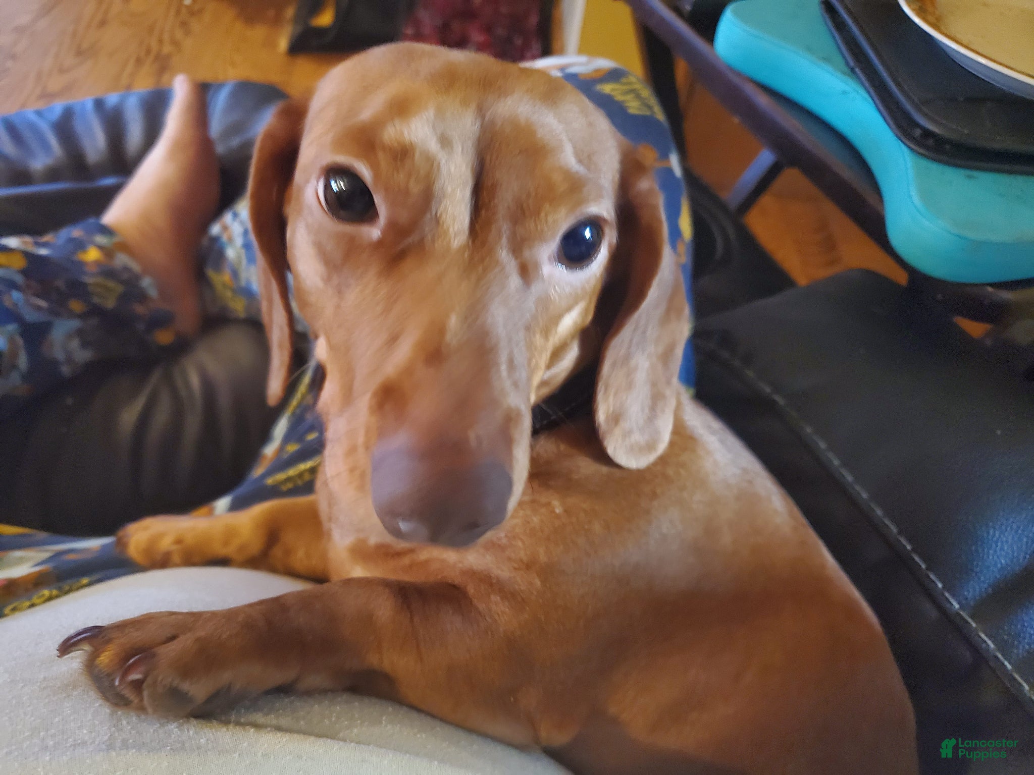 Miniature Dachshund dogs for sale: Lady  - Ad 8