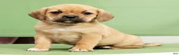 Puggle dogs for sale: Dorothy - Ad 8