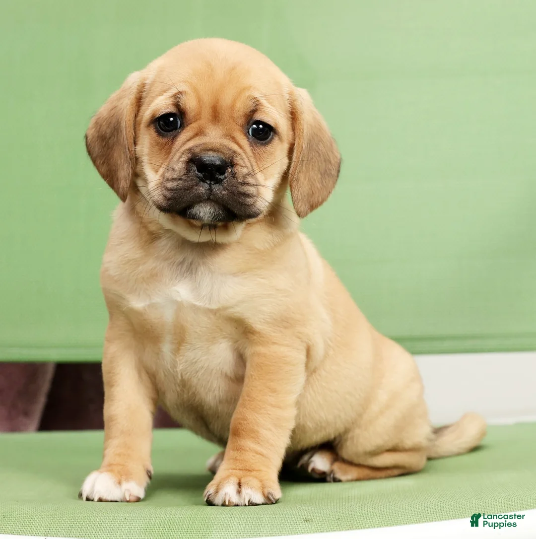 Puggle dogs for sale: Dorothy - Ad 8