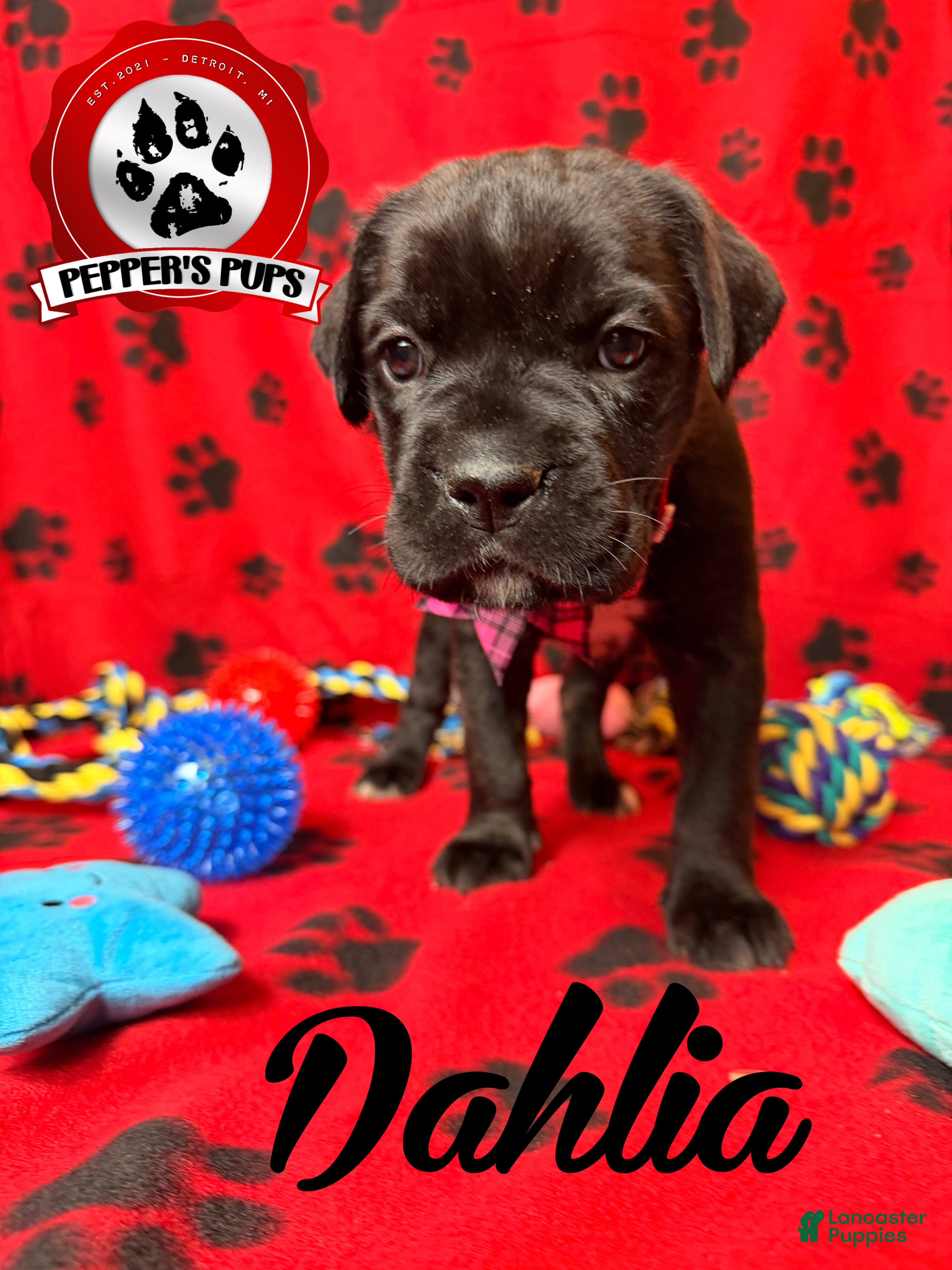 Cane Corso dogs Dahlia - Ad 1