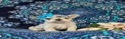 French Bulldog dogs for sale: Romy - Ad 3