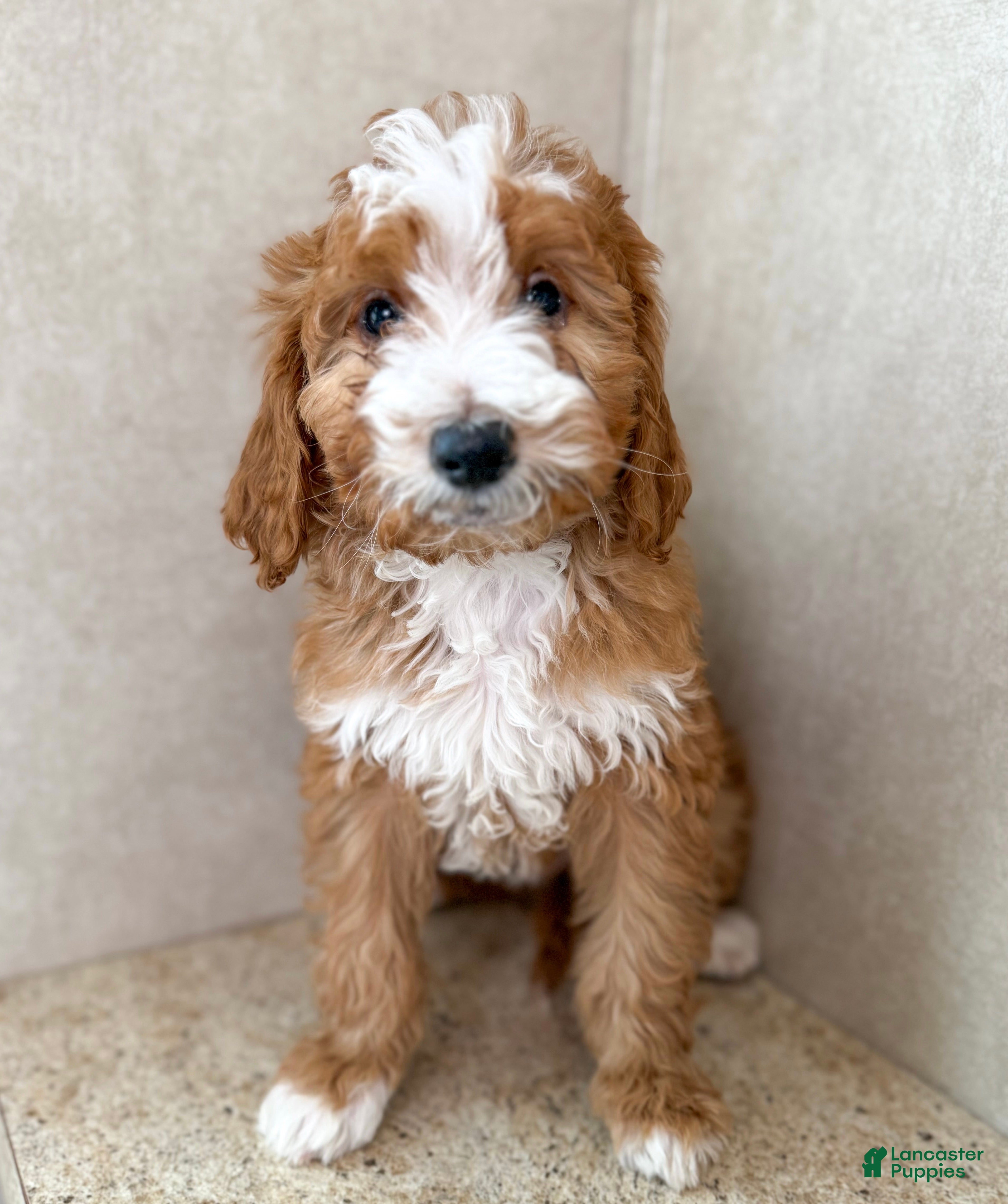 Goldendoodle dogs Whobris  - Ad 38