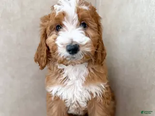 Goldendoodle dogs Whobris - Ad 38