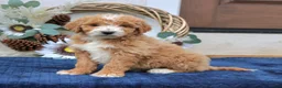 Mini Goldendoodle dogs for sale: Clark  - Ad 3