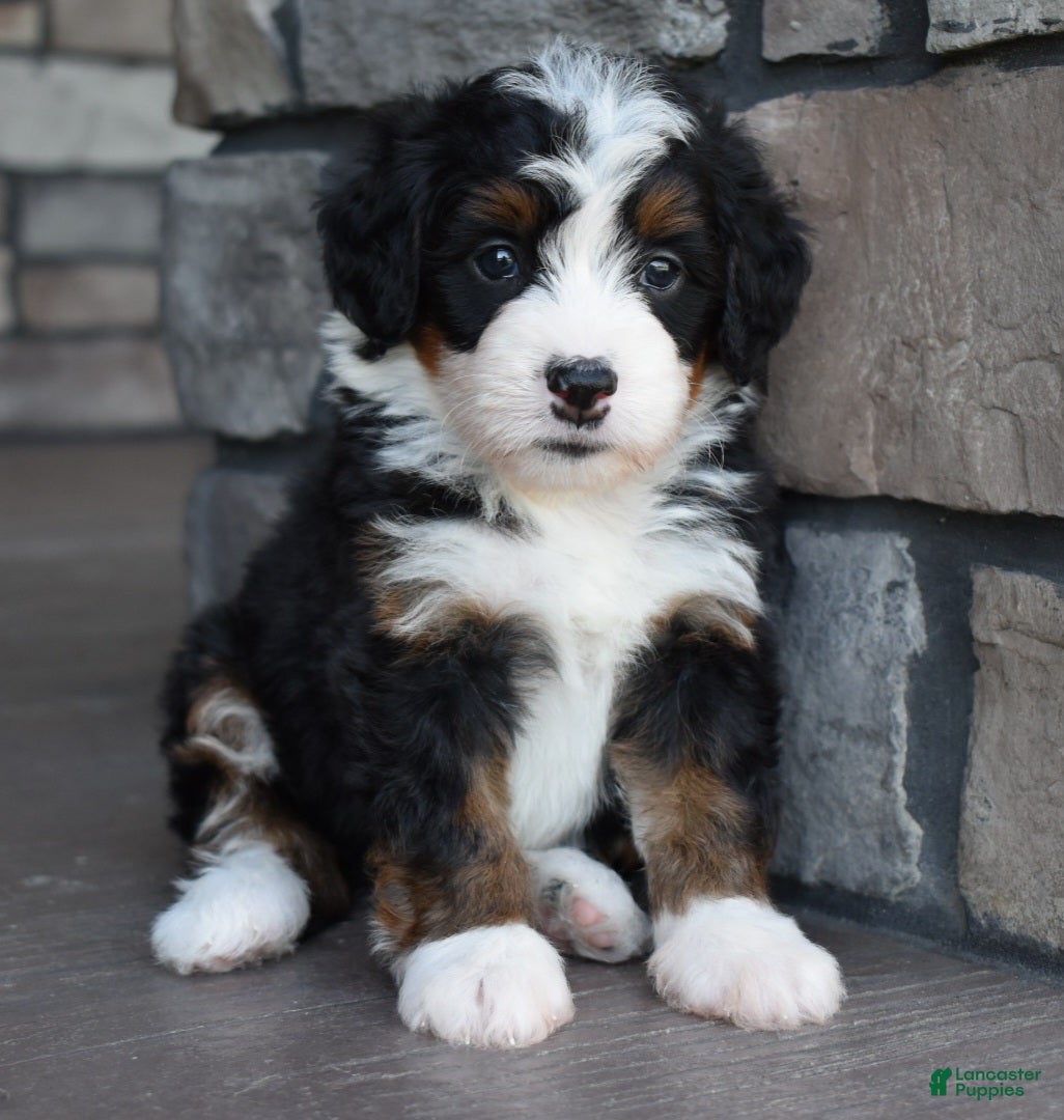 Mini Bernedoodle dogs Casey - Ad 2