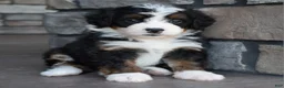 Mini Bernedoodle dogs for sale: Casey - Ad 2