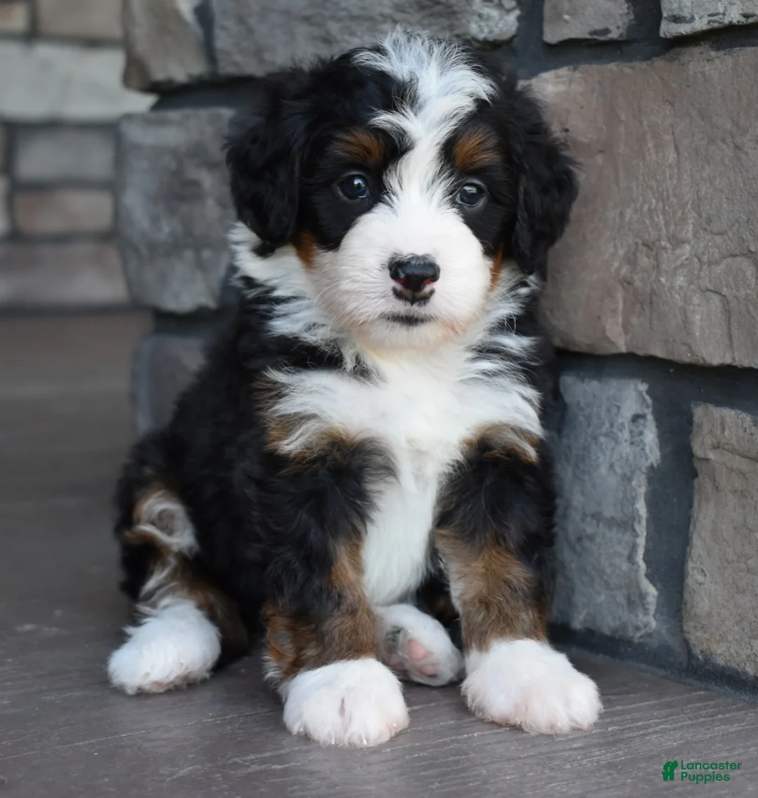 Mini Bernedoodle dogs for sale: Casey - Ad 2
