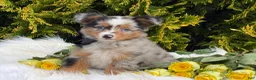 Toy Australian Shepherd dogs for sale: Tucker  - Ad 19