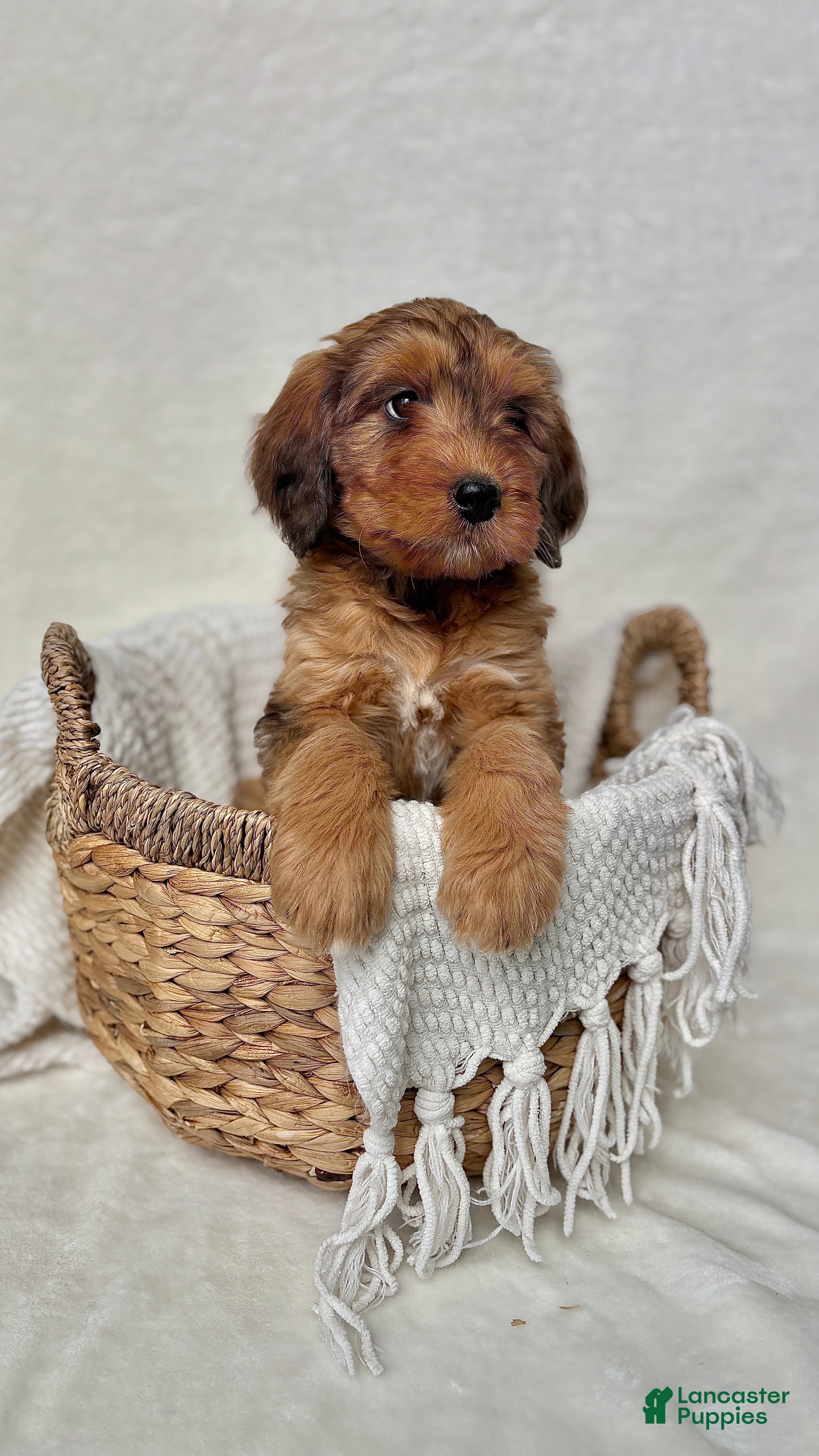 Bernedoodle dogs Bruno - Ad 33