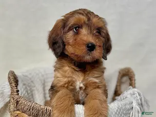 Bernedoodle dogs Bruno - Ad 33