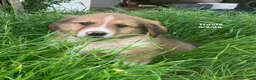 Collie dogs for sale: Martine - Ad 16