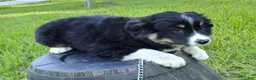 Australian Shepherd dogs for sale: Mitch - Ad 5