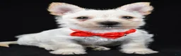 Cairn Terrier dogs for sale: Asher - Ad 6