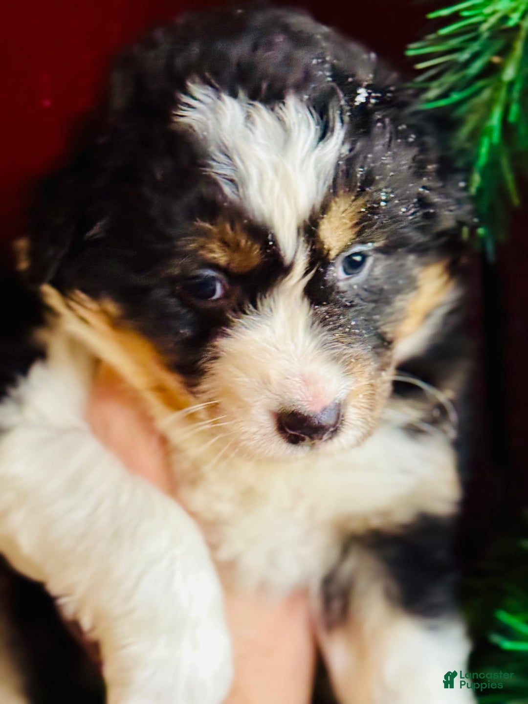 Mixed Breed dogs for sale: Mixed Breed Puppy 2 - Ad 3