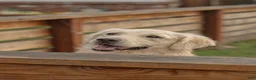 Golden Retriever dogs for sale: buzz lightyear - Ad 3